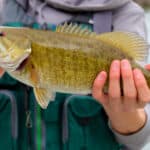 Smallmouth bass