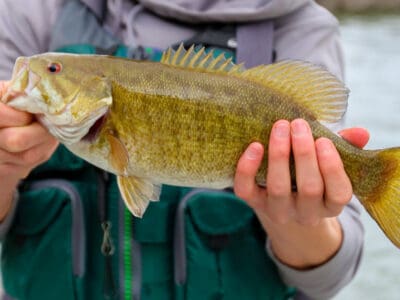 Smallmouth Bass Picture