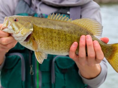 A Micropterus dolomieu