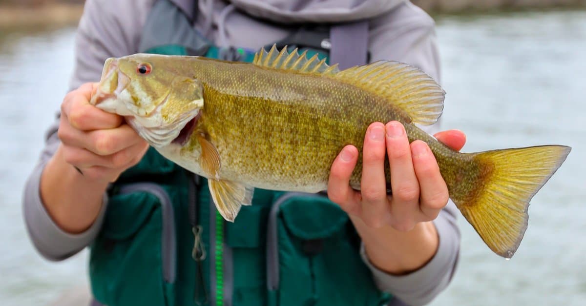 Discover The Largest Smallmouth Bass Ever Caught in South Carolina - AZ ...