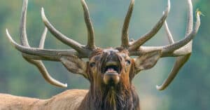 This Majestic Bull Elk Slow Motion Face Plants Over A Fence Picture