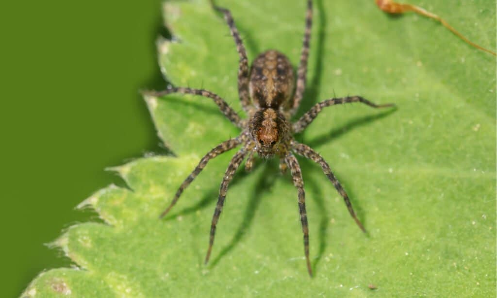 hobo spider vs wolf spider