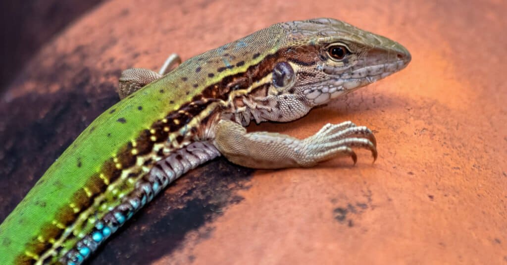 10 Invasive Lizards in 2024 (Most Are In Florida!) - A-Z Animals