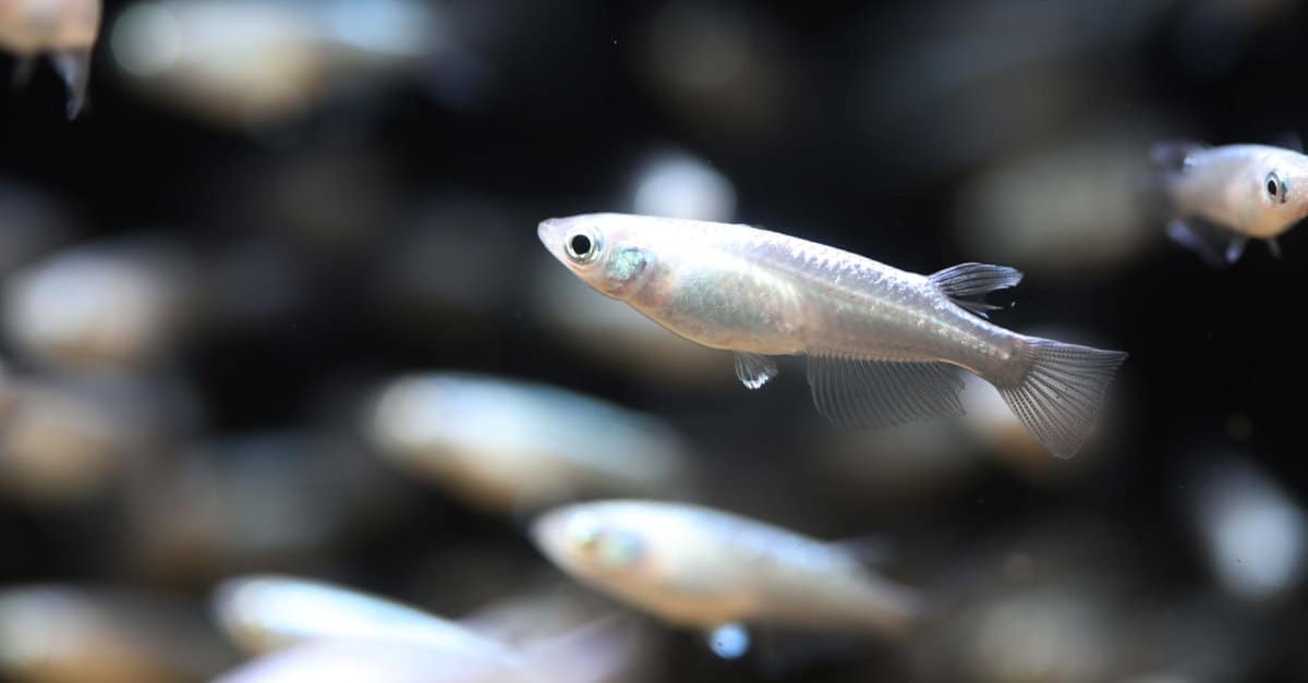 Types of White Fish: 12 Different Aquarium Fish That Are White - A-Z