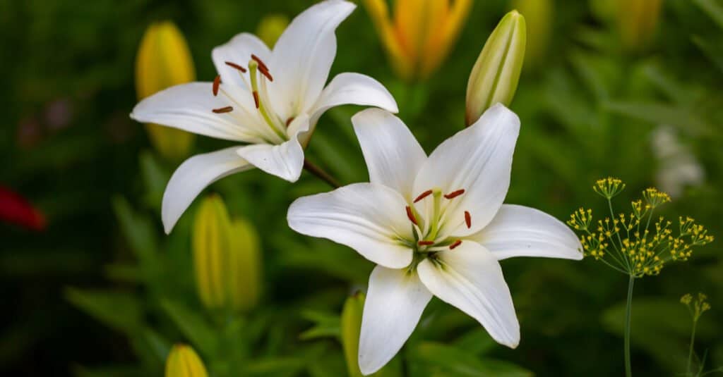 Are Lilies Poisonous - White Lily