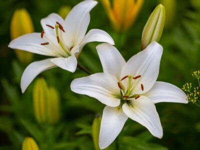 A Are Lilies Poisonous To Dogs Or Cats?