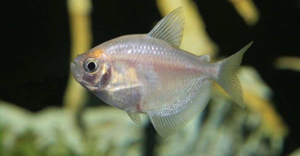 small white tropical fish