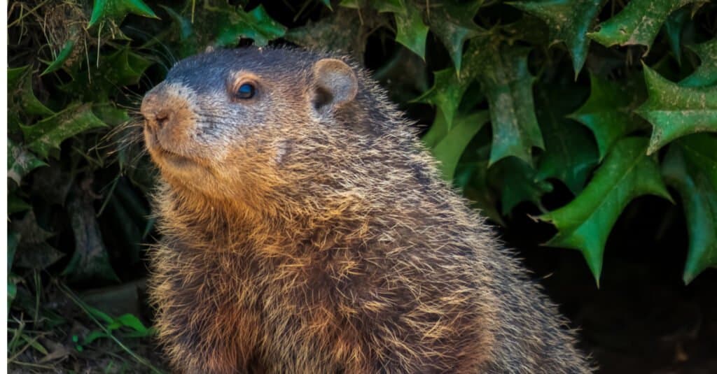 Beaver Vs Groundhog
