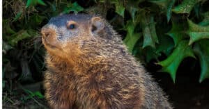 Are Groundhogs Nocturnal Or Diurnal? Their Sleep Behavior Explained Picture