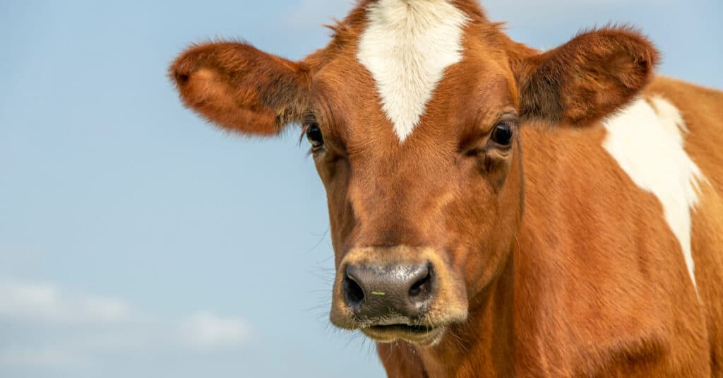 Cow vs Heifer - Calf head