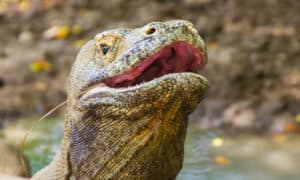 Watch A Mighty Komodo Dragon Snag A Seagull And Down It In One Bite Picture