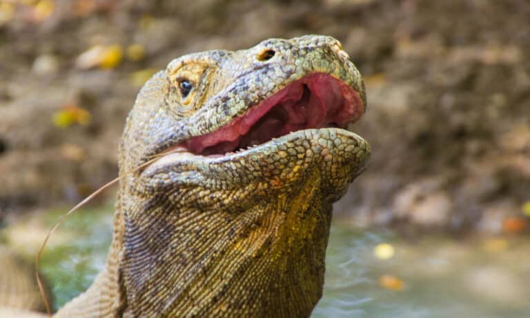 Lizard Animal Facts - Squamata - A-Z Animals