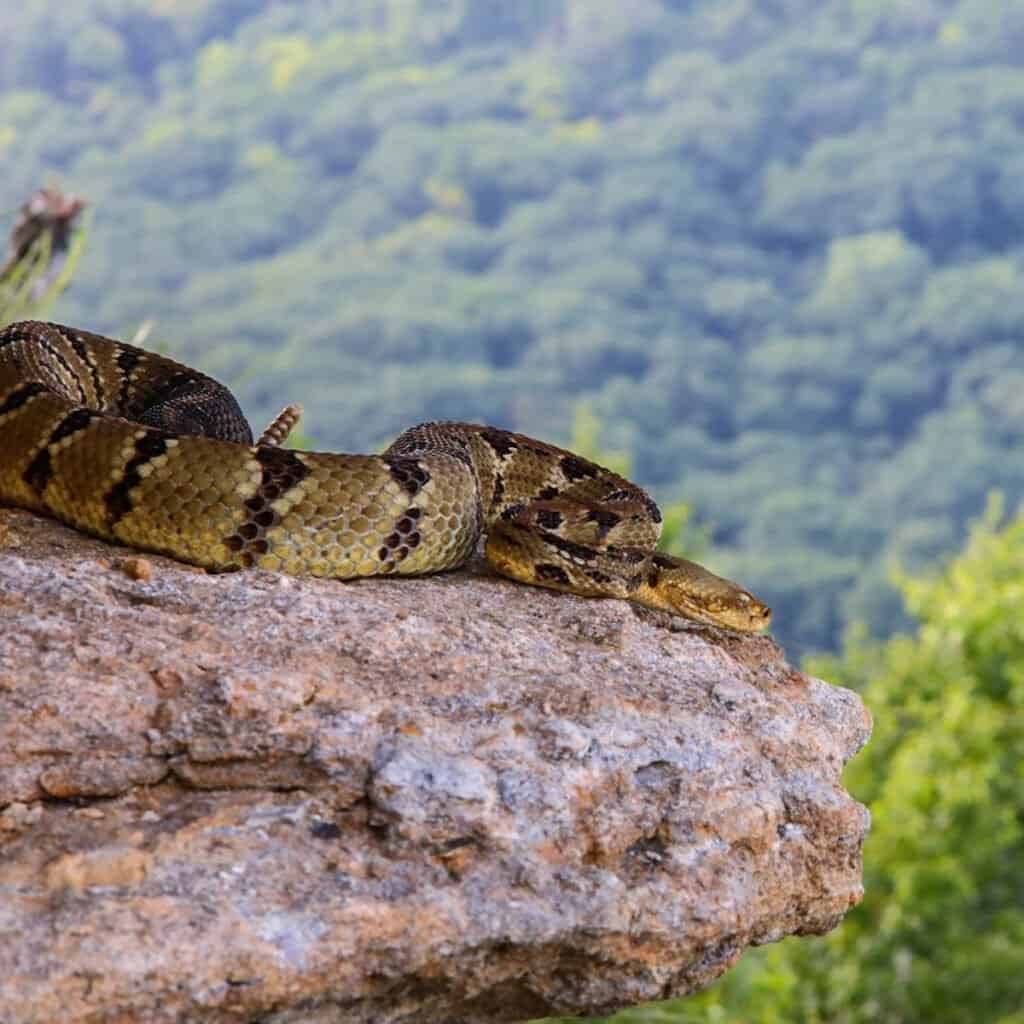 cottonmouth vs rattlesnake