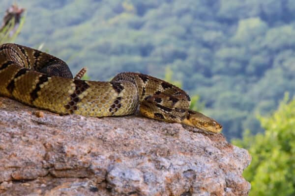 Timber Rattlesnakes are the most venomous snake in the US