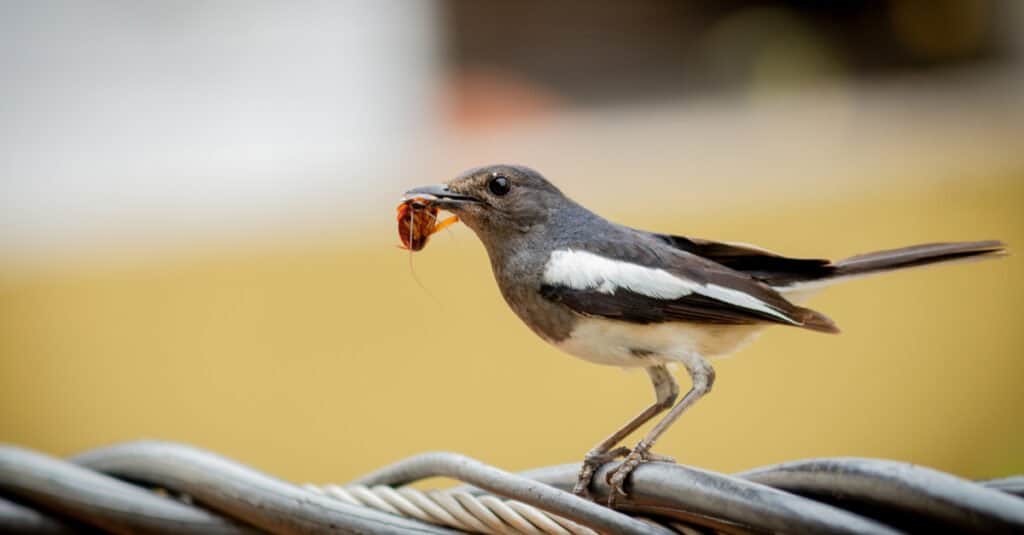 What Eats Roaches - Bird Eating Cockroach