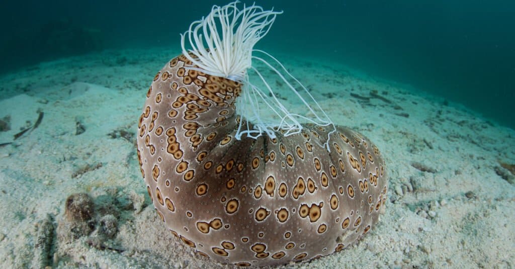 sea cucumber defense mechanism