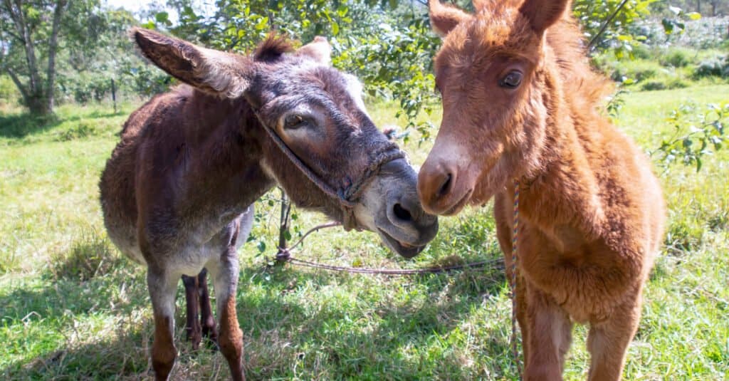 difference between mule and hinny