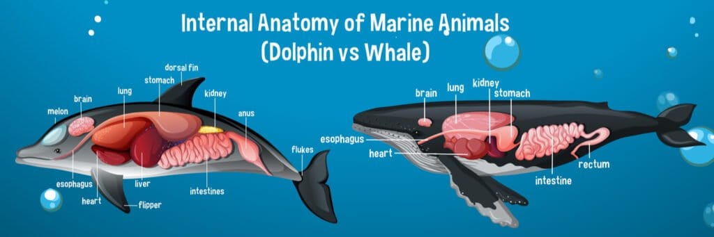 Dolphin brain vs human brain - dolphin and whale brain diagram 