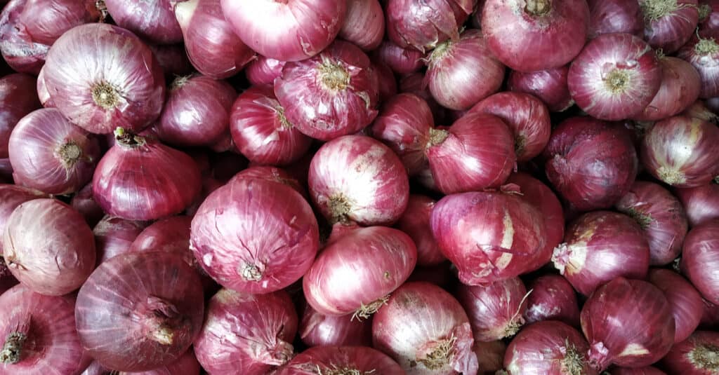Are Onions Poisonous - Indian Onion