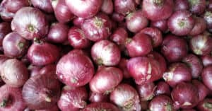 Are Onions Poisonous to Dogs or Cats? Picture