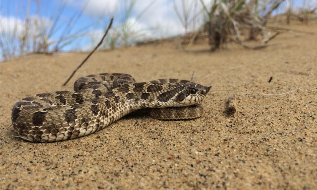 Plains Hognose Snakes have distinctly upturned snouts.