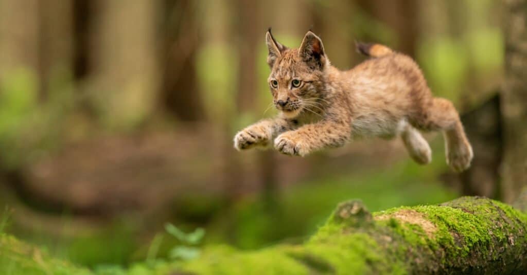 baby lynx pouncing