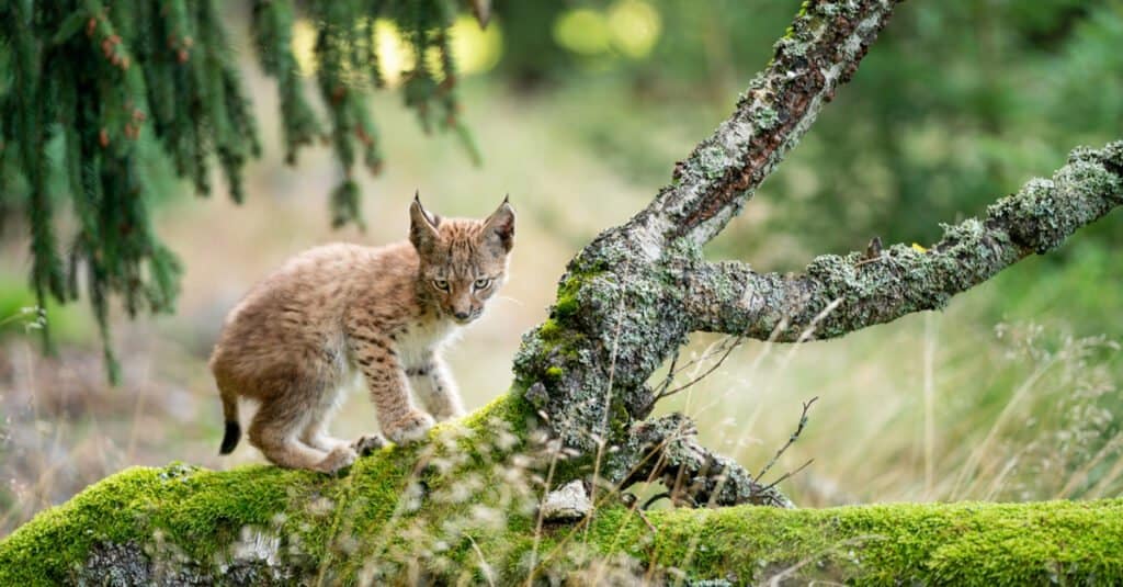 baby lynx in a tree