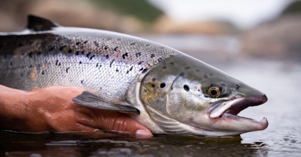 sockeye salmon vs atlantic salmon