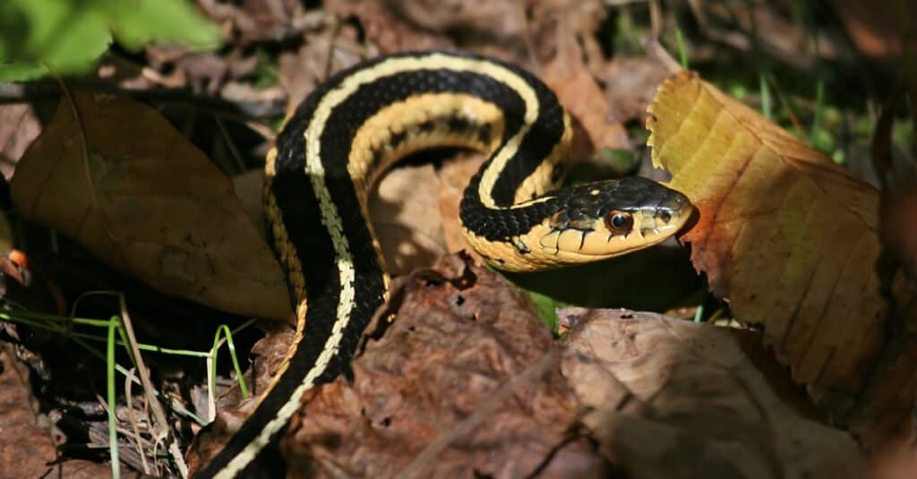 Northern Ribbon Garter Snake (Thamnophis sauritus septentrionalis)