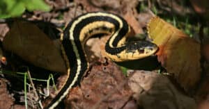 Discover 8 Brown Snakes Slithering Across New York State Picture