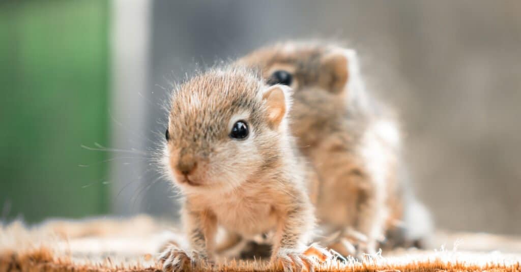 Newborn Squirrel vs Rat - Newborn Squirrels