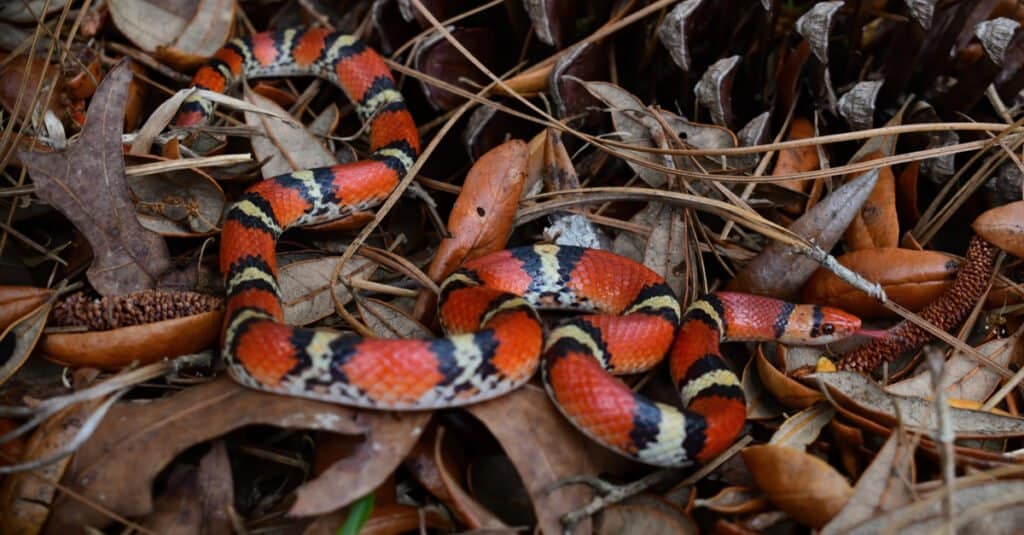 Snakes in Mississippi - Scarlet Snake (Cemophora coccinea)