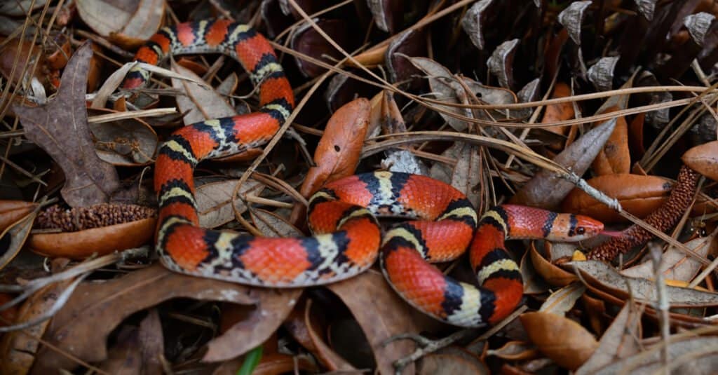 scarlet king snake belly