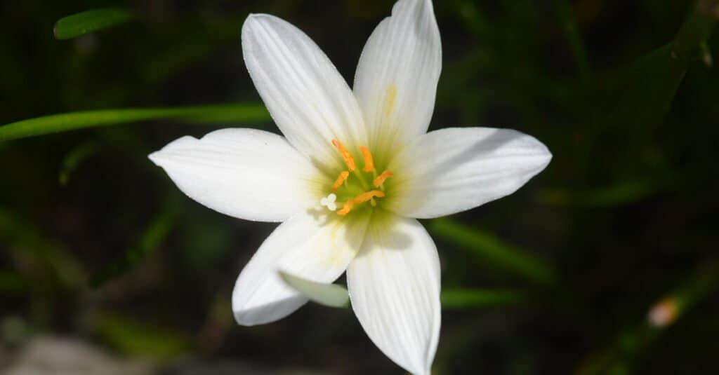 Are Lilies Poisonous - Rain Lily