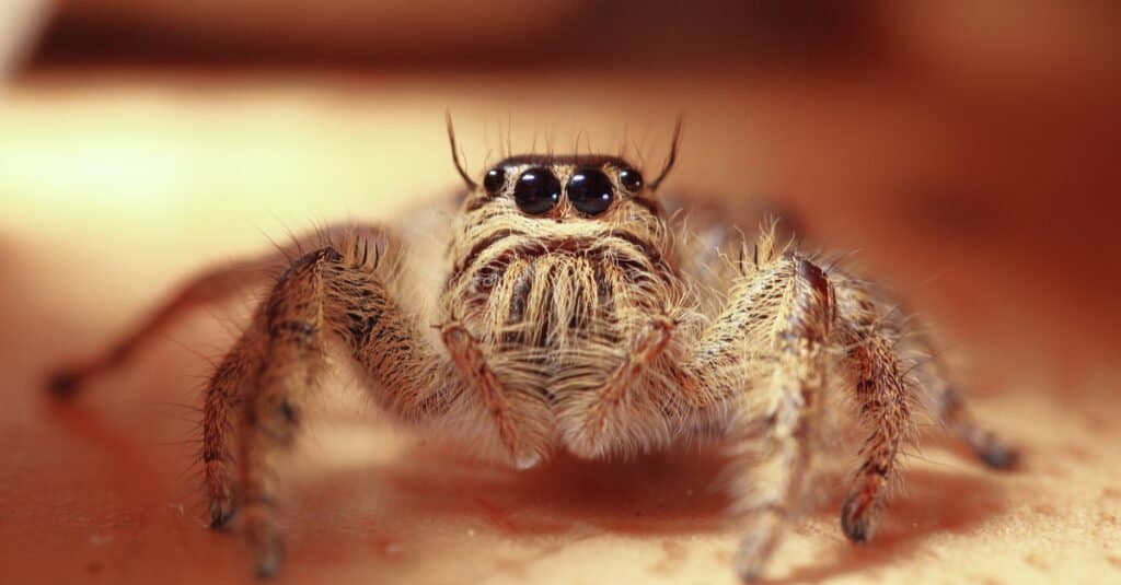 Are jumping spiders poisonous or dangerous - Jumping spider