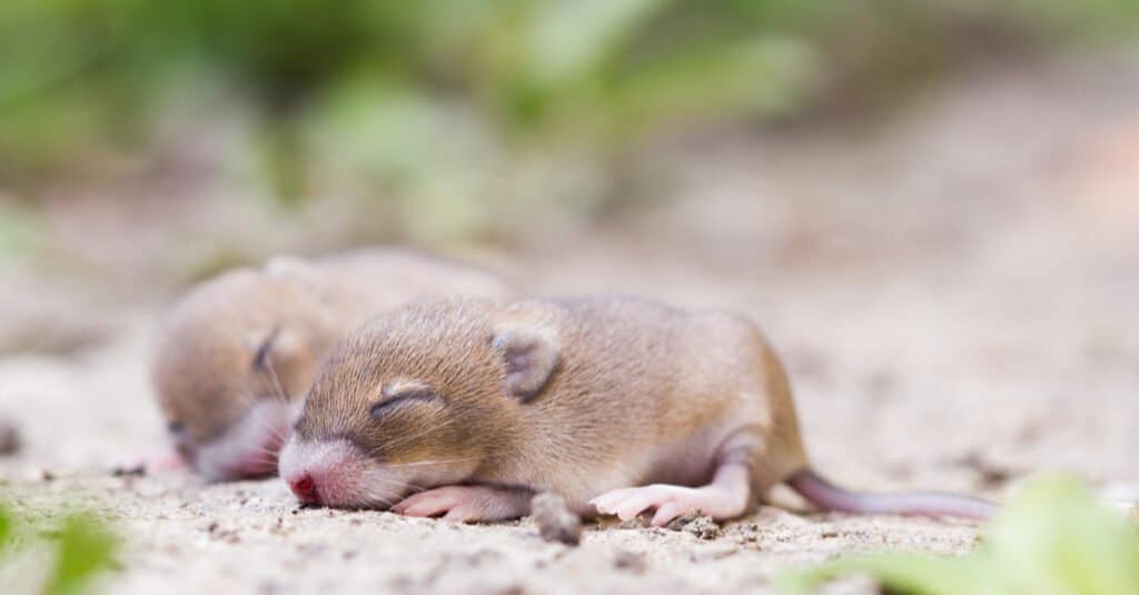 baby mouse sleeping