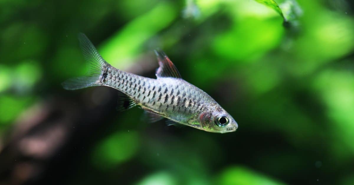 Types of White Fish: 12 Different Aquarium Fish That Are White - A-Z ...