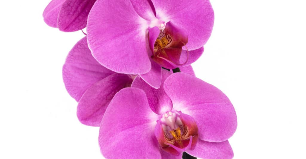 Pink orchid flower