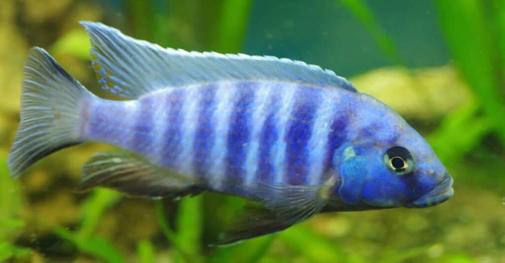 blue freshwater fish aquarium