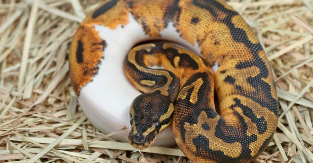 Pied Spider Royal python
