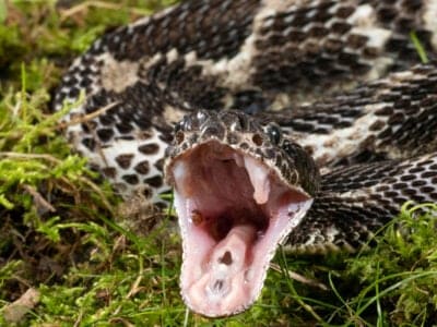 A Timber Rattlesnake (Canebrake Rattlesnake)