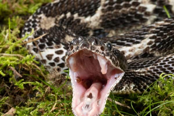 Timber Rattlesnakes strike quickly