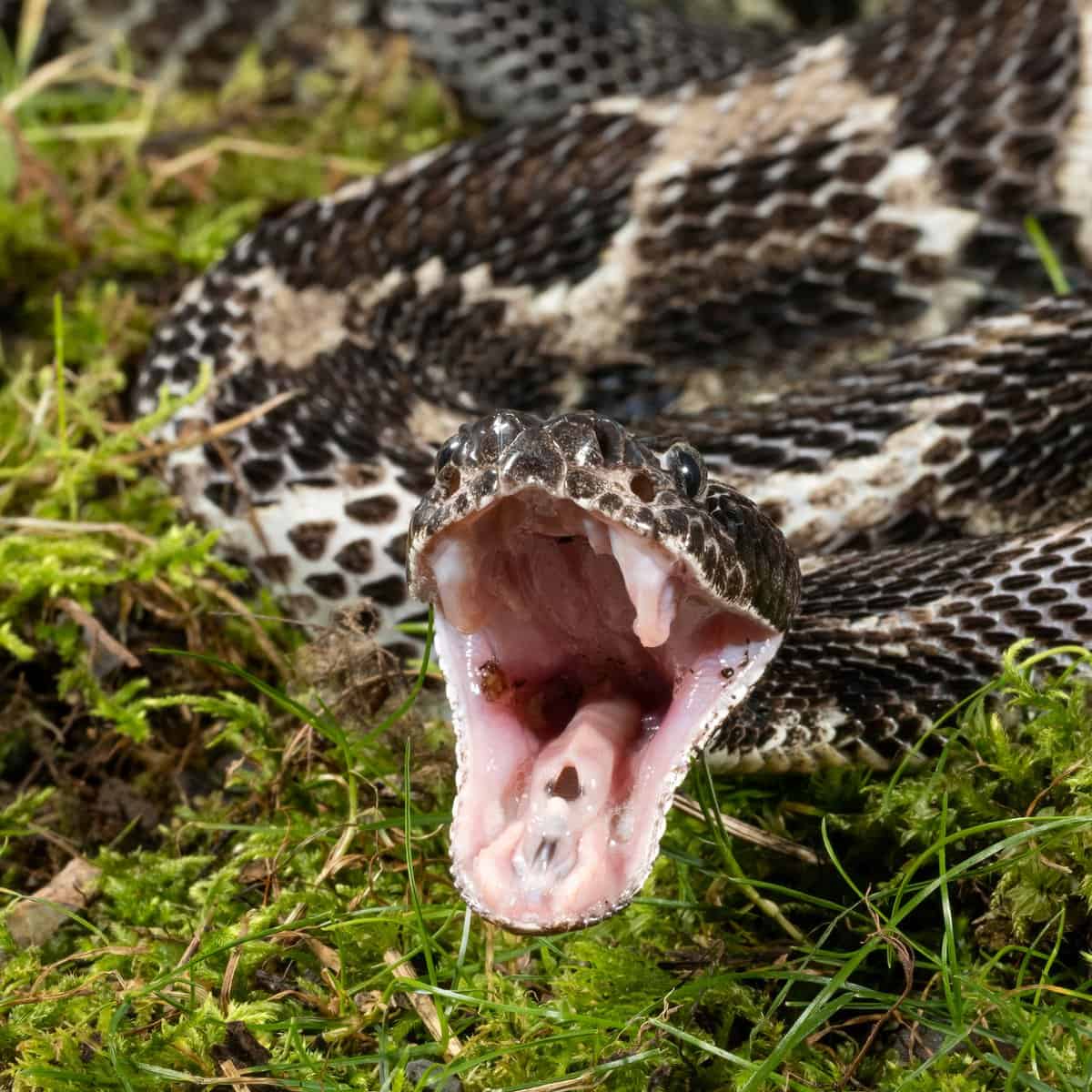 A Timber Rattlesnake striking prey