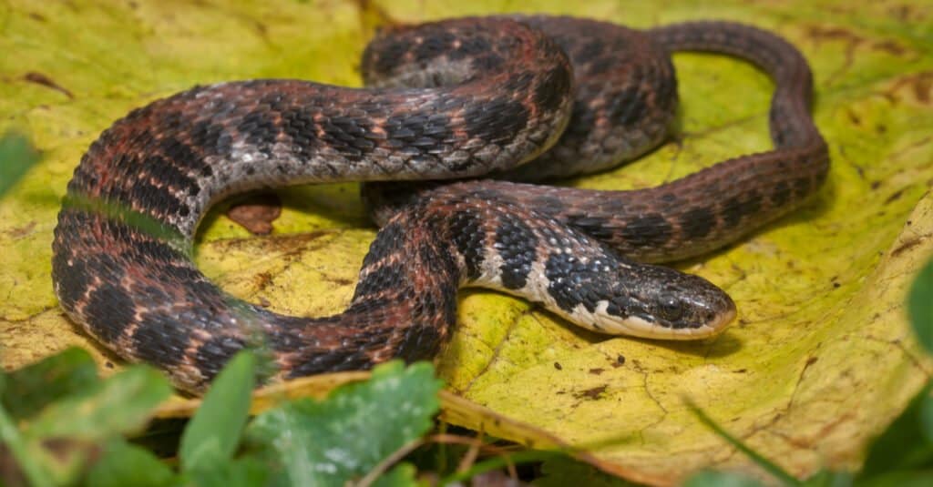 Kirtland's snake (Clonophis kirtlandii)