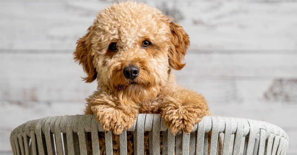 Whoodle vs Goldendoodle