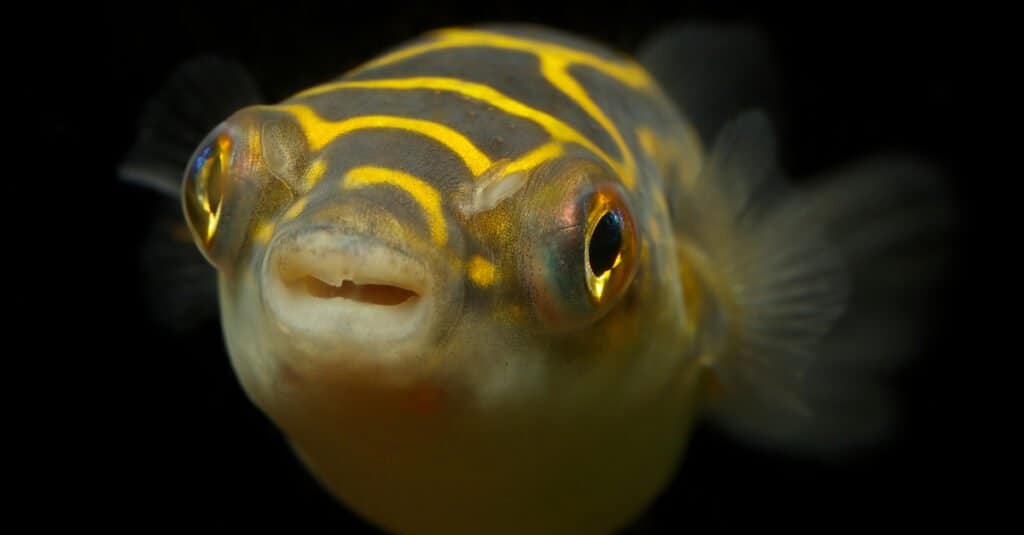 Freshwater Pufferfish - Figure Eight Pufferfish