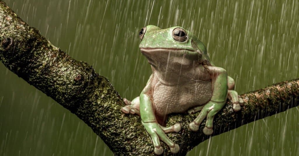 Hyla - tree frog in the rain