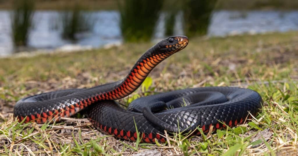 Venomous red-bellied black snake