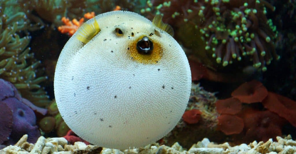 Blackspotted Puffer (Arothron nigropunctatus)