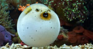 15 Types Of Freshwater (And Saltwater) Pufferfish Picture